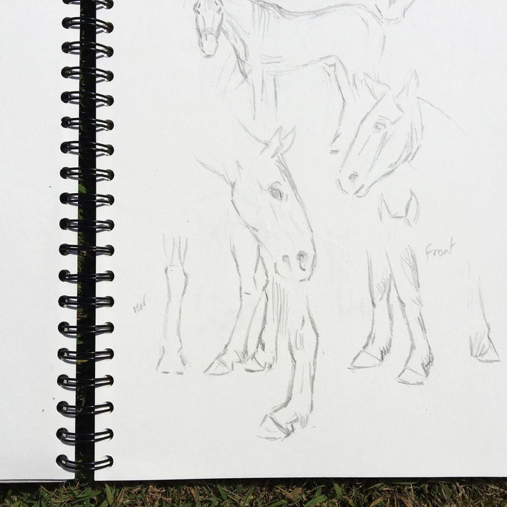 Horse sketches by Annette Hamley Jenkins, in preparation for Black Beauty