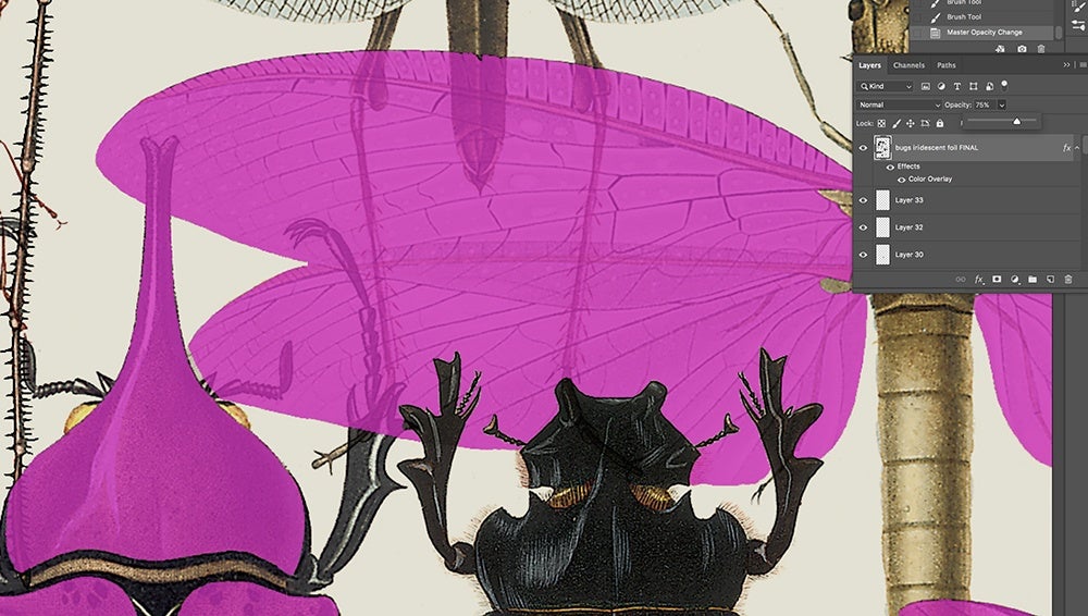 Insect wing detail for The Diversity of Life