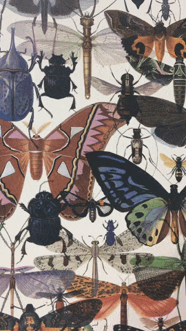 Iridescence of The Diversity of Life binding, The Folio Society 2019