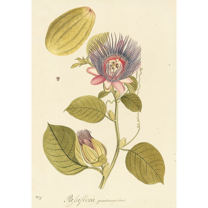 Plate 218 Passiflora quadrangularis, the square-stemmed passion flower, one of three prints presented for framing