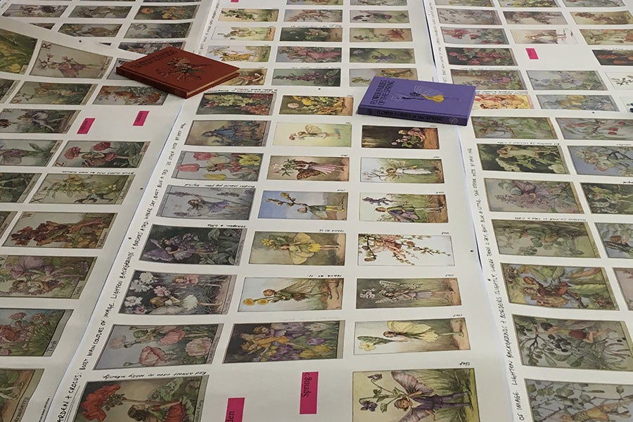 All the individual Flower Fairy illustrations spread out over a table at The Folio Society All the individual Flower Fairy illustrations spread out over a table at The Folio Society